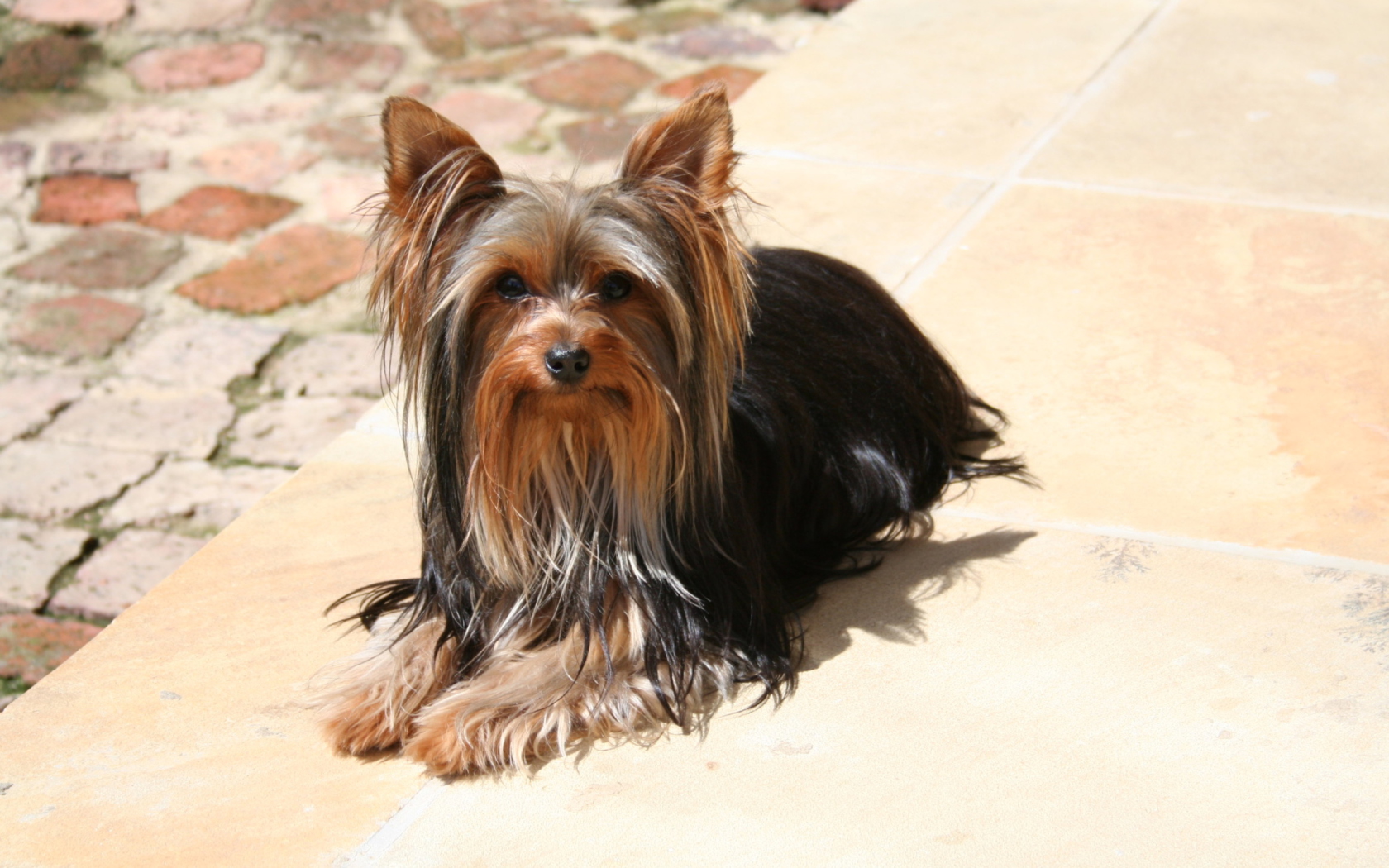 Das Yorkshire Terrier Wallpaper 1680x1050