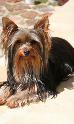 Обои Yorkshire Terrier 240x400