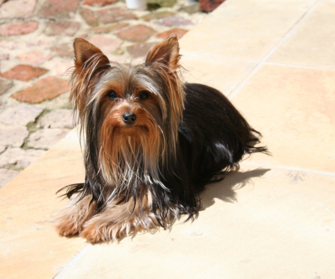 Das Yorkshire Terrier Wallpaper 480x400