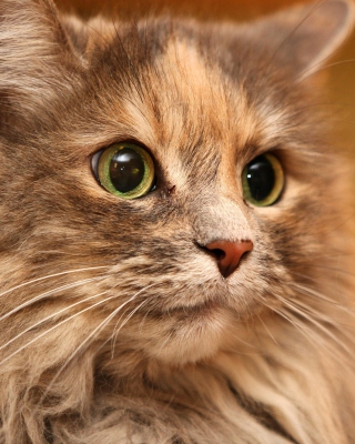 Fluffy cat - Obrázkek zdarma pro iPhone 4S
