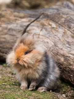 Das Fluffy Rabbit Wallpaper 240x320