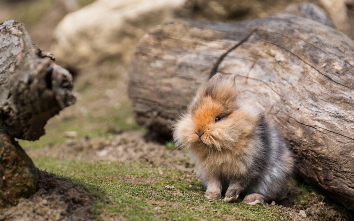 Fluffy Rabbit wallpaper