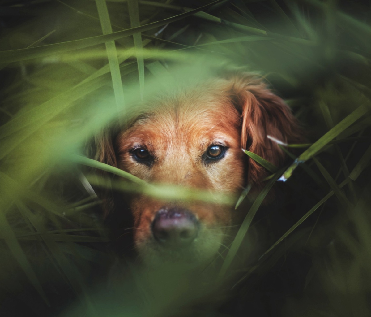 Dog Behind Green Grass wallpaper 1200x1024