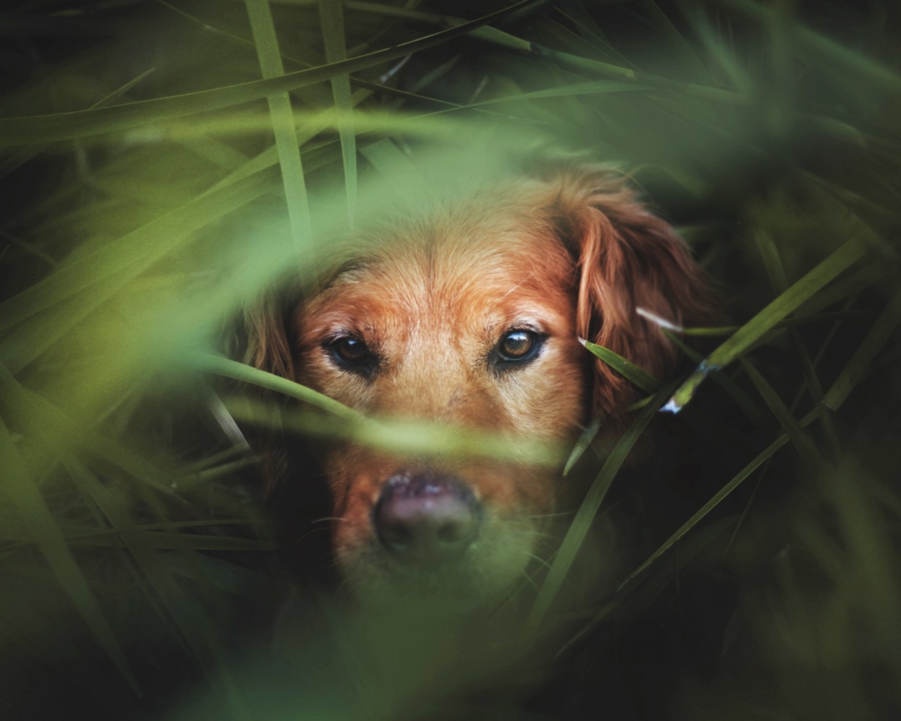 Sfondi Dog Behind Green Grass 1280x1024