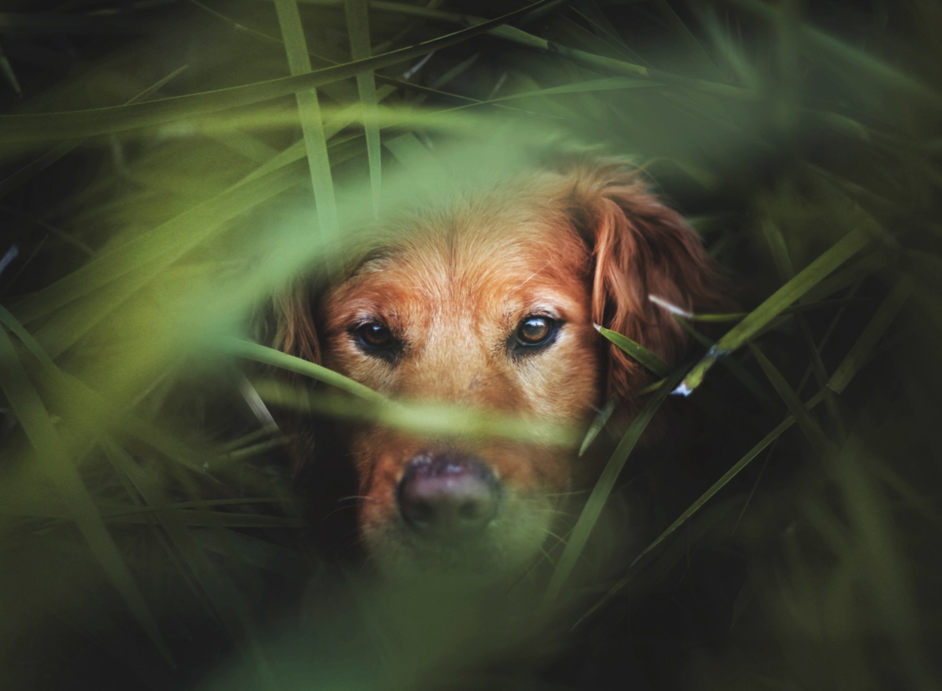 Dog Behind Green Grass screenshot #1 1920x1408