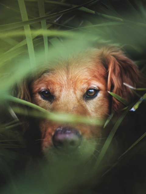 Dog Behind Green Grass screenshot #1 480x640