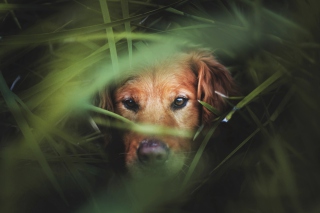 Dog Behind Green Grass Picture for Android, iPhone and iPad