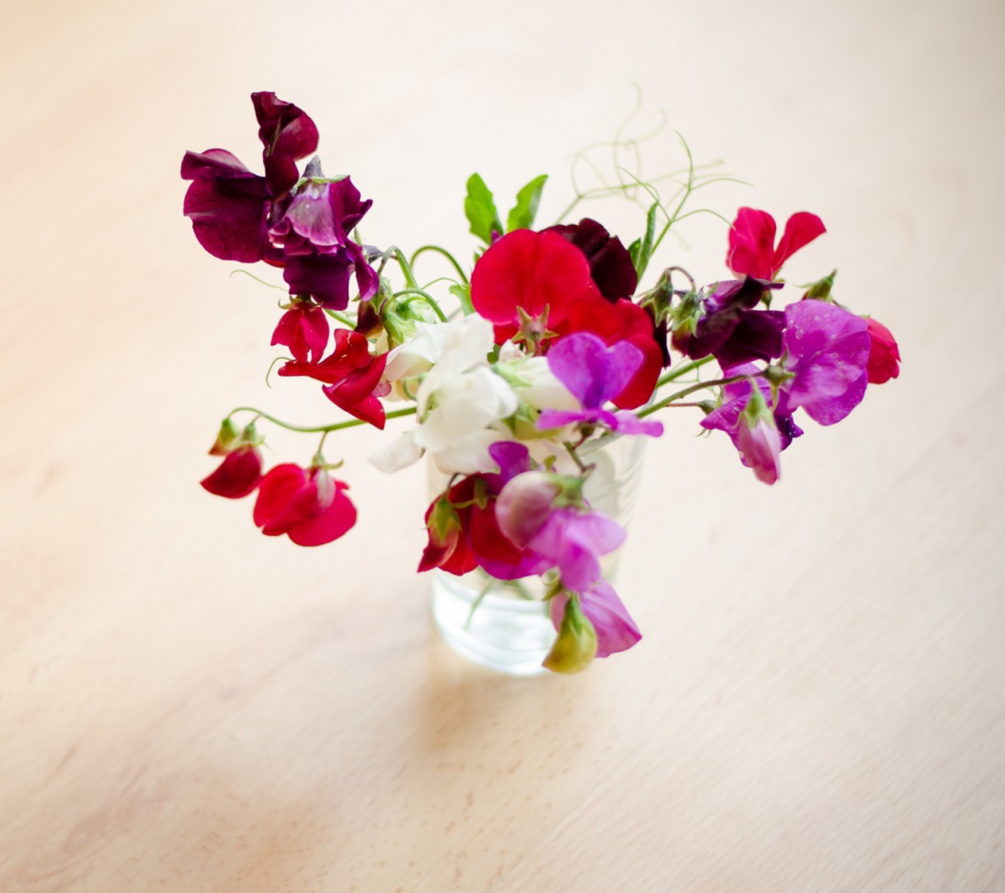 Sfondi Bright Flowers On Table 1440x1280