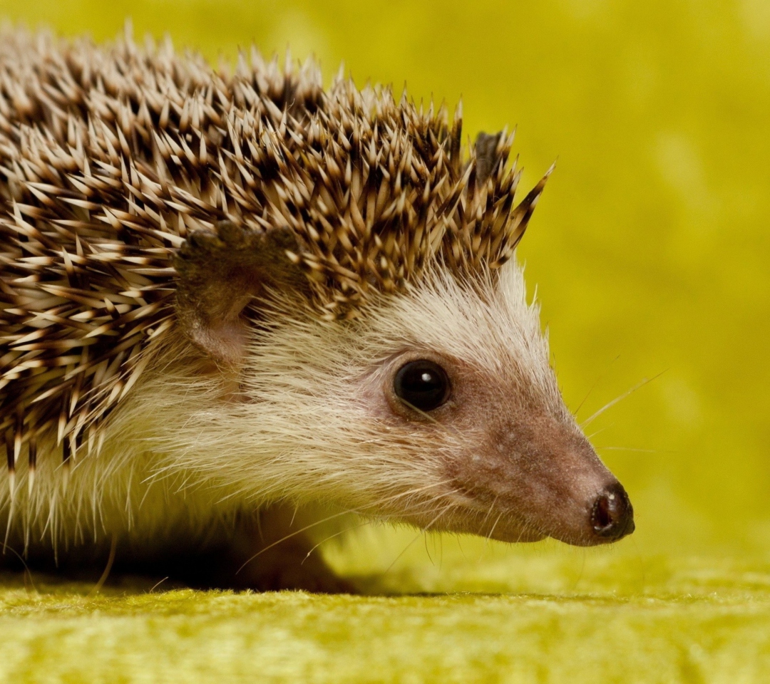 Little Hedgehog wallpaper 1080x960