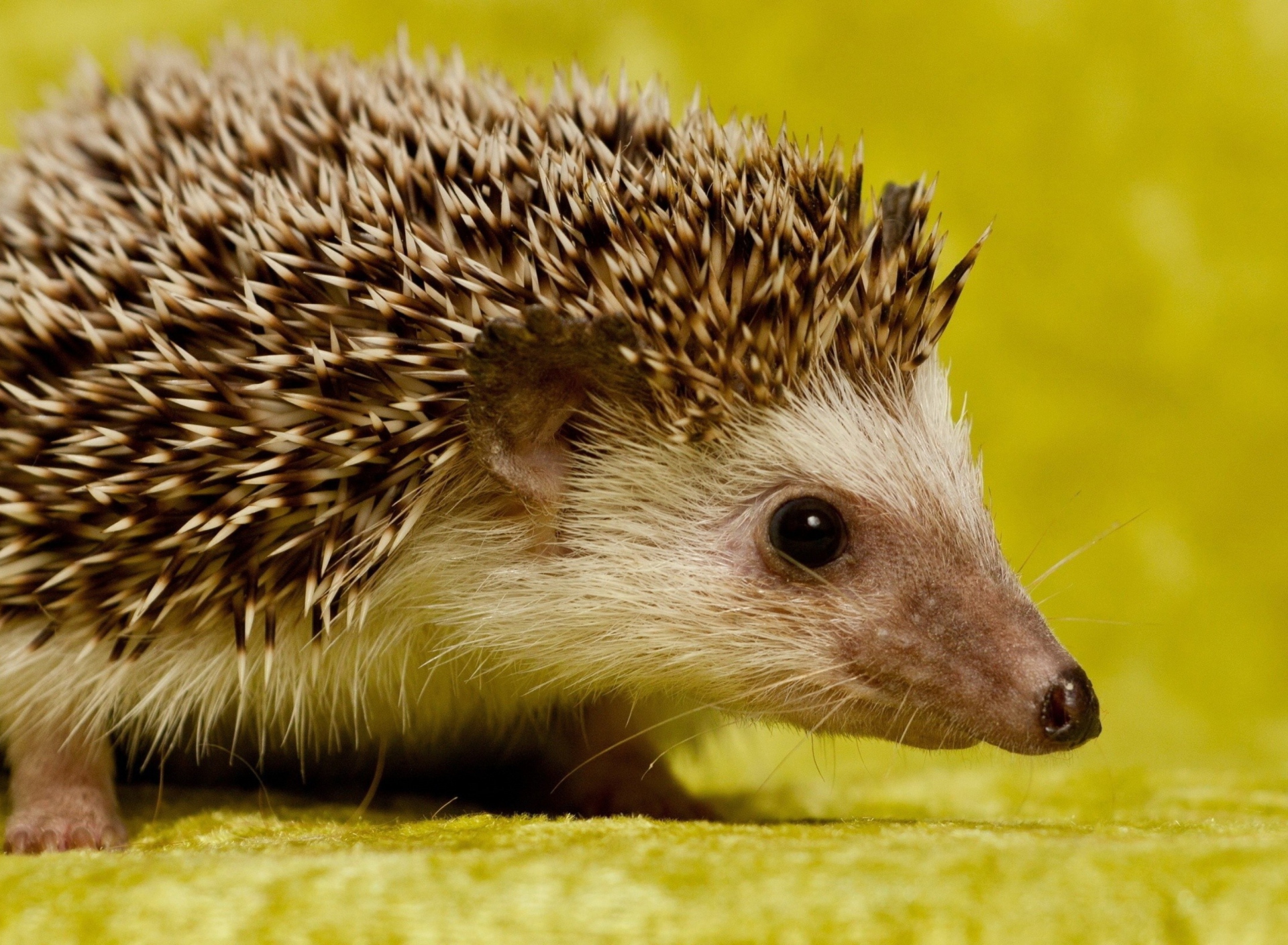 Fondo de pantalla Little Hedgehog 1920x1408