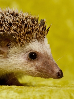 Das Little Hedgehog Wallpaper 240x320
