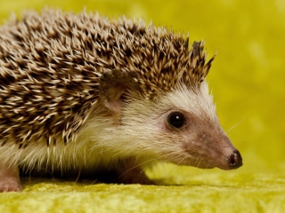 Little Hedgehog wallpaper 320x240