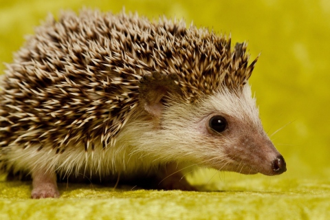 Little Hedgehog wallpaper 480x320