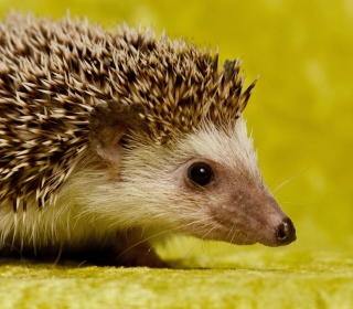 Little Hedgehog - Obrázkek zdarma pro iPad Air