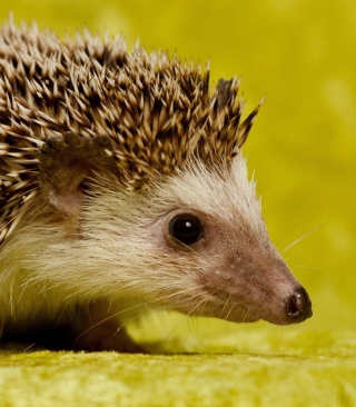 Little Hedgehog sfondi gratuiti per 320x480