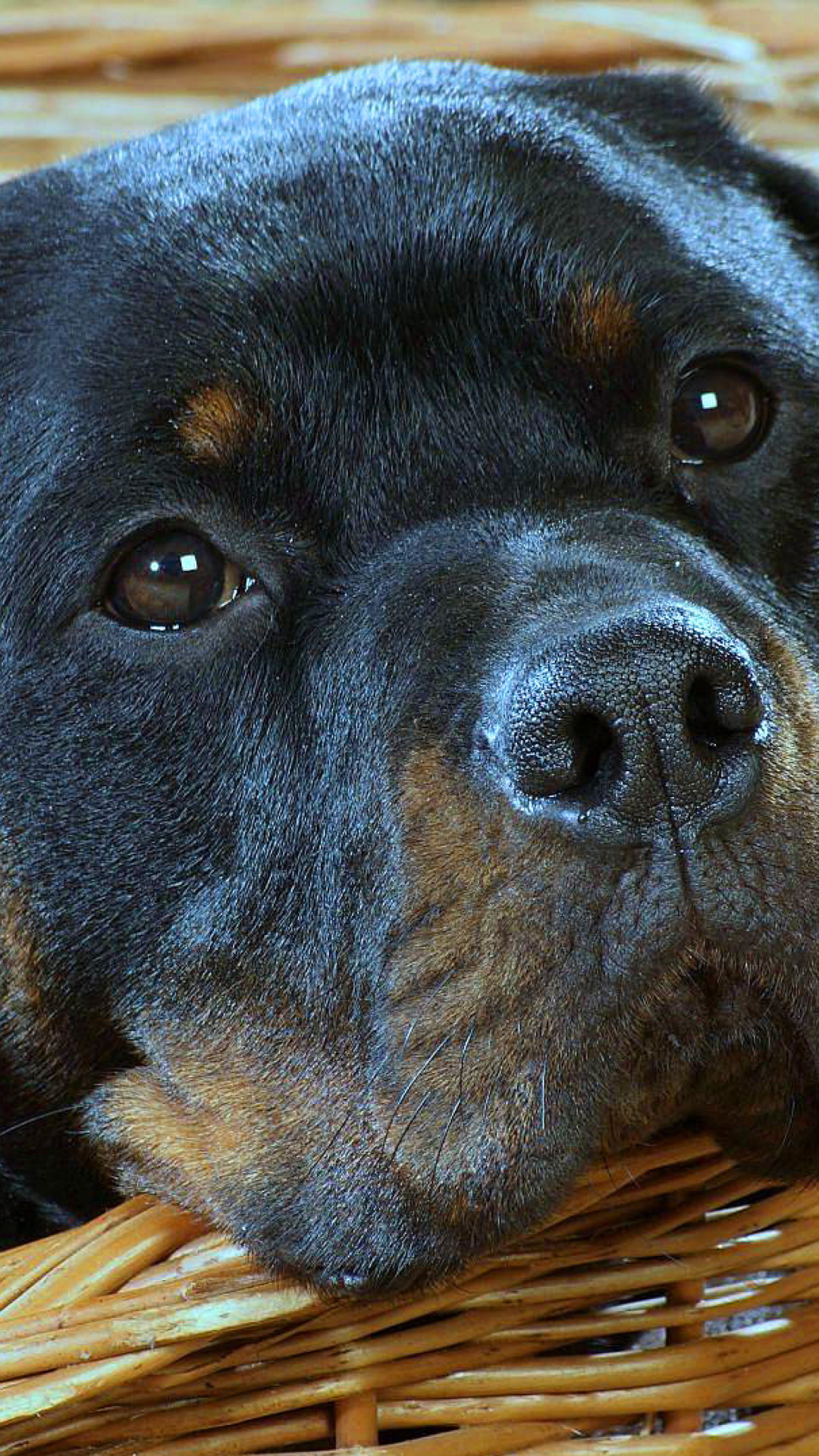 Обои Rottweiler Dog 1080x1920