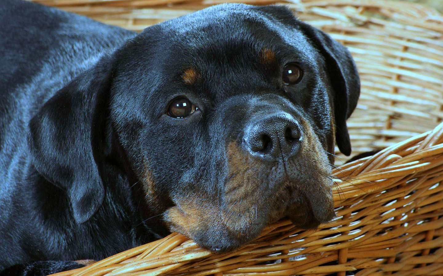 Sfondi Rottweiler Dog 1440x900