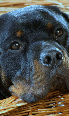 Fondo de pantalla Rottweiler Dog 240x400