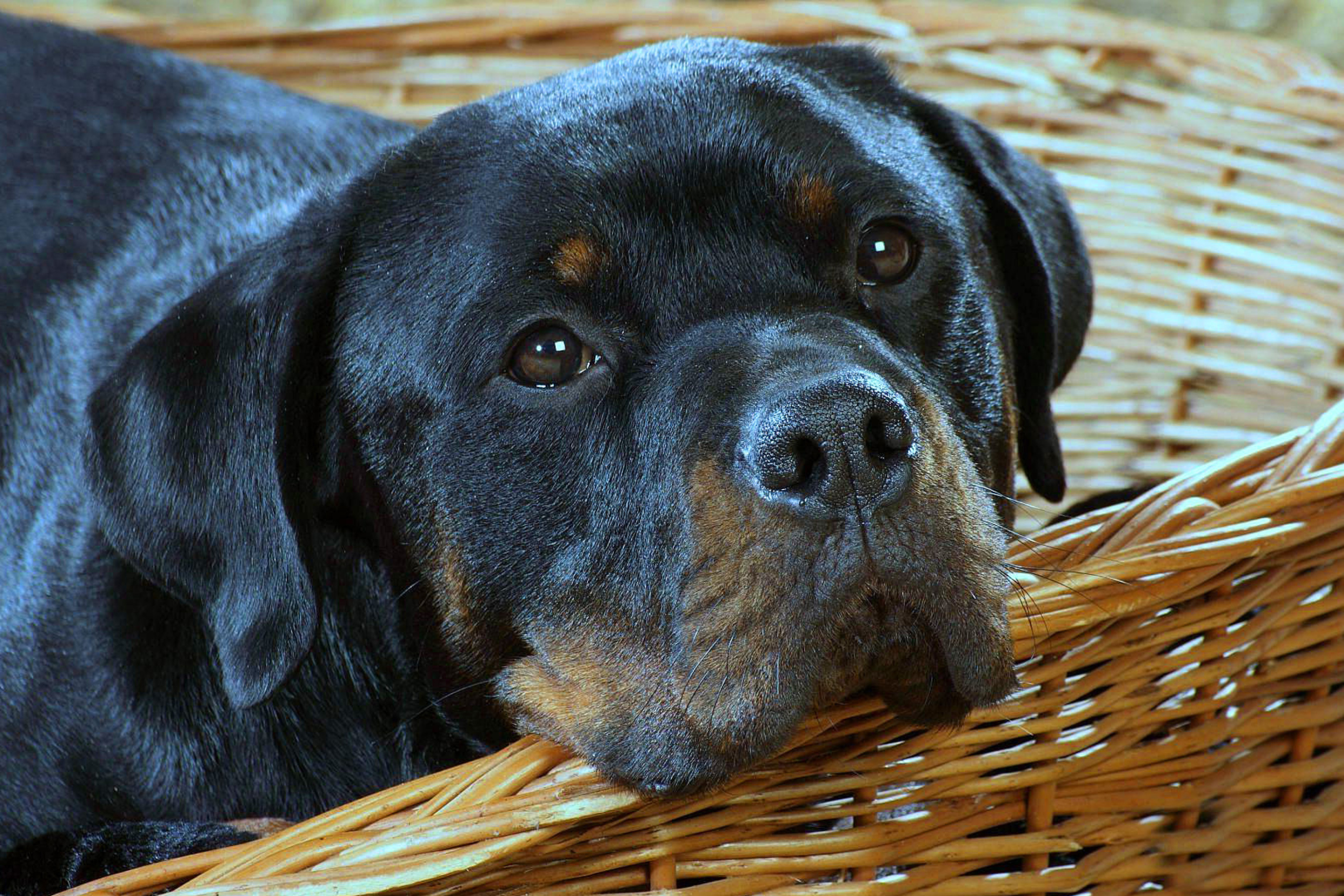 Fondo de pantalla Rottweiler Dog 2880x1920