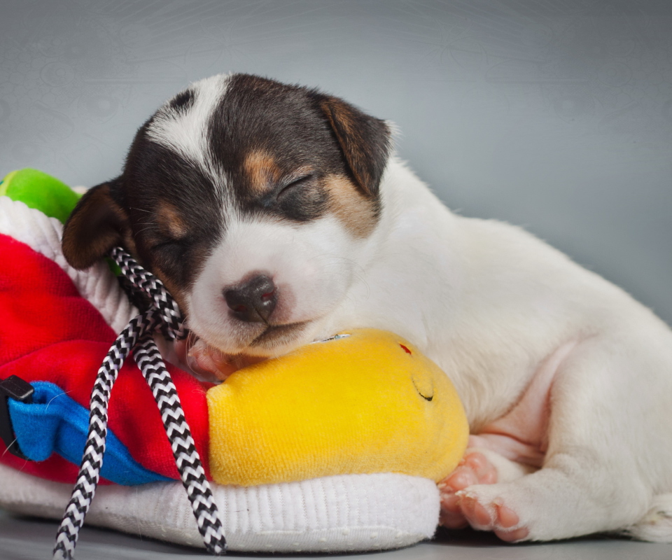 Fondo de pantalla Cute Sleepy Puppy 960x800