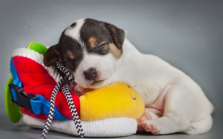 Kostenloses Cute Sleepy Puppy Wallpaper für Android, iPhone und iPad