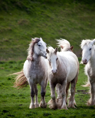 White Horses sfondi gratuiti per 480x800