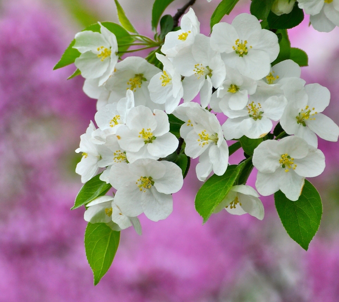 Das Beautiful Spring Blossom Wallpaper 1440x1280