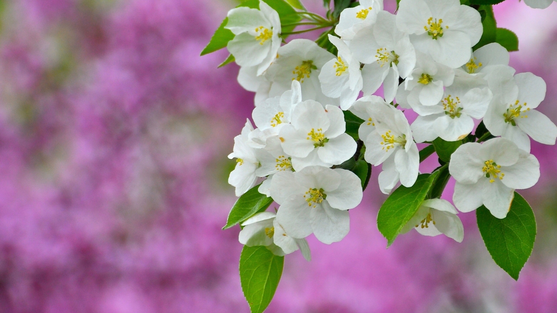 Sfondi Beautiful Spring Blossom 1920x1080