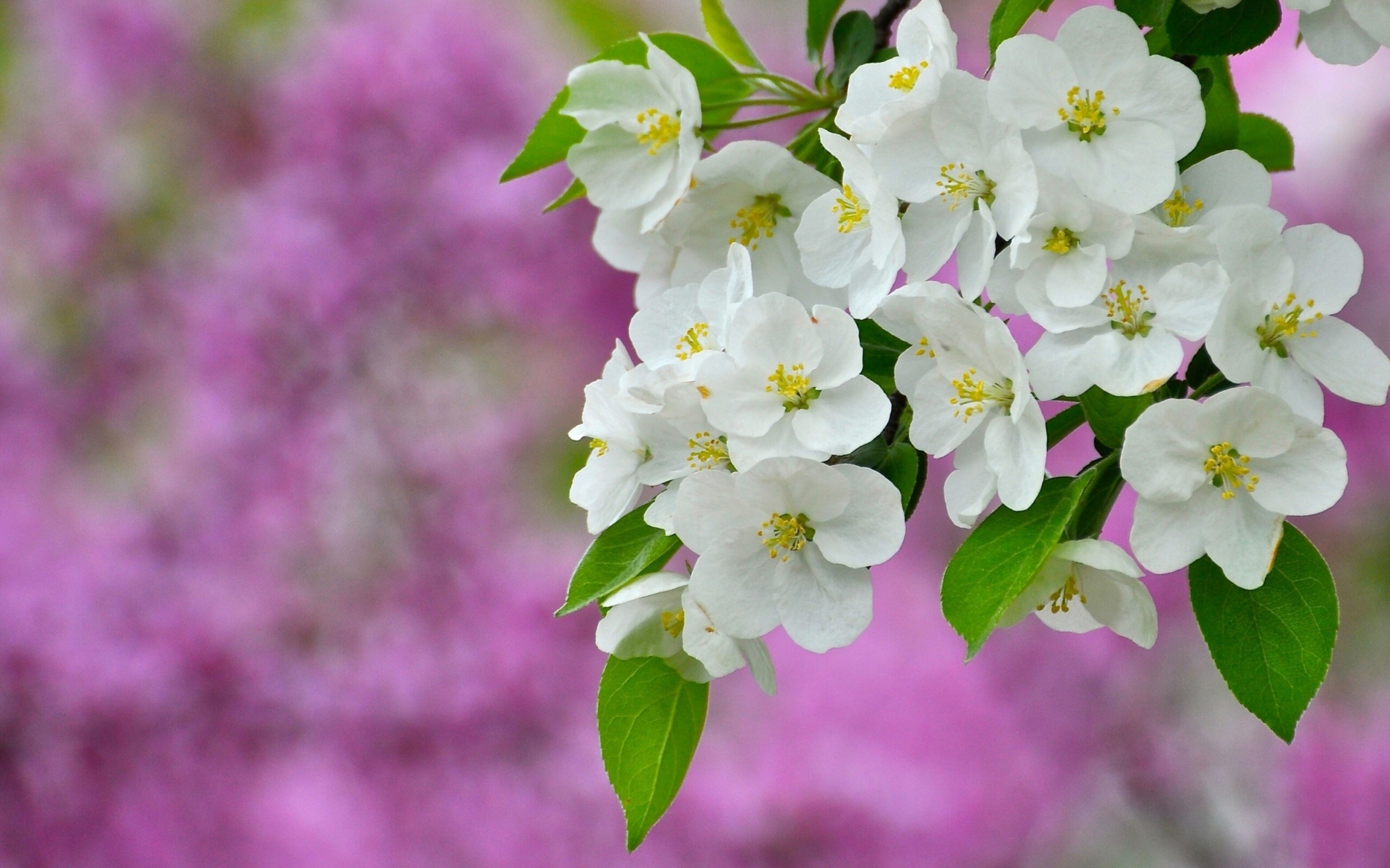 Screenshot №1 pro téma Beautiful Spring Blossom 2560x1600