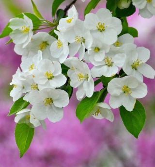 Beautiful Spring Blossom sfondi gratuiti per 1024x1024