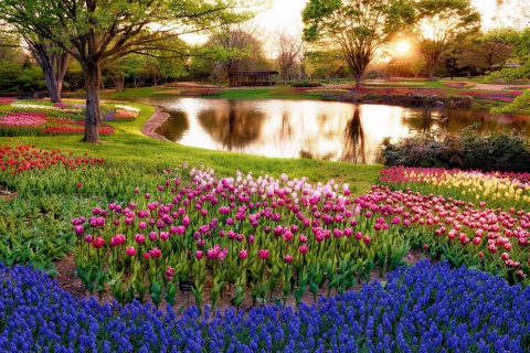 Fondo de pantalla Tulip park on Mainau island in Baden Wurttemberg 480x320