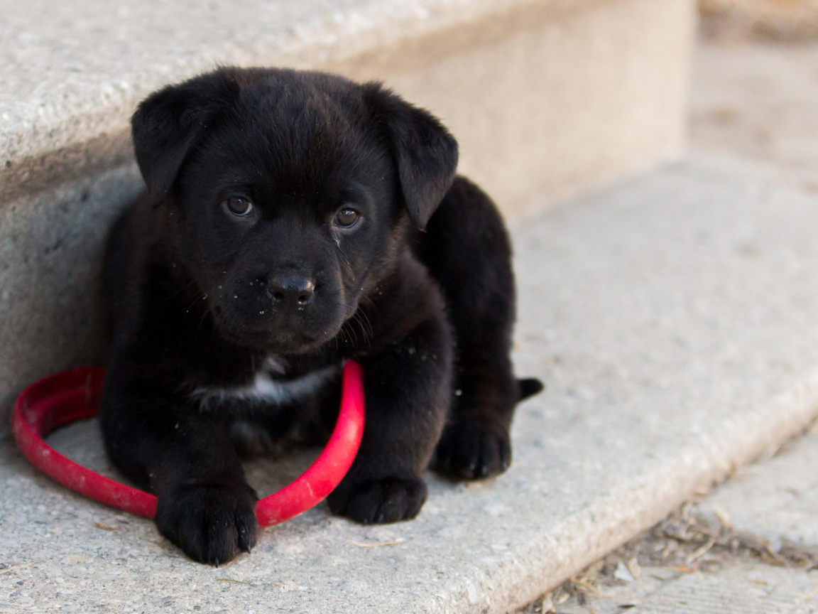 Fondo de pantalla Black puppy 1152x864