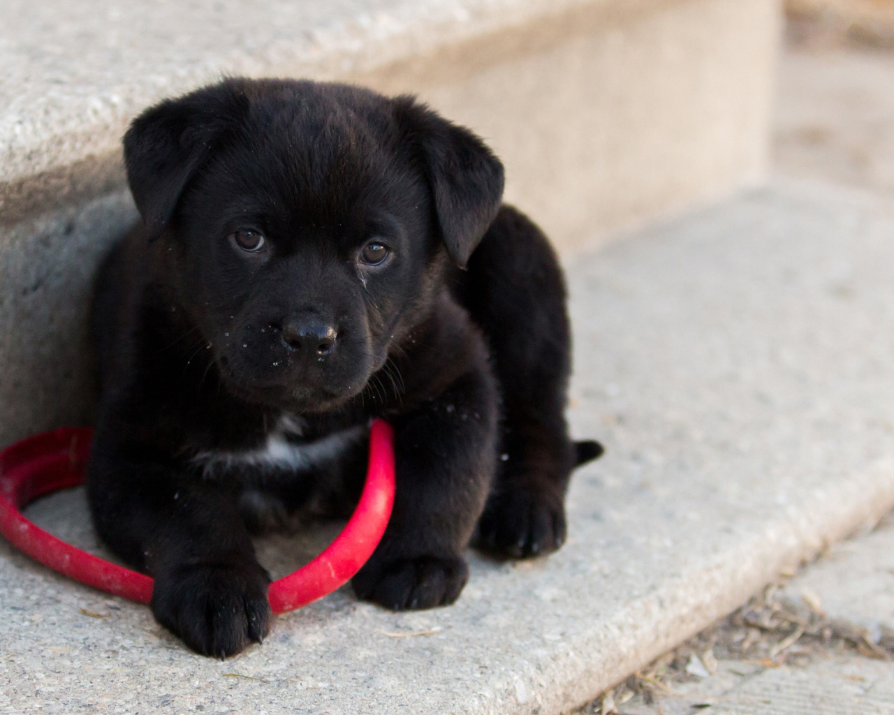 Обои Black puppy 1280x1024