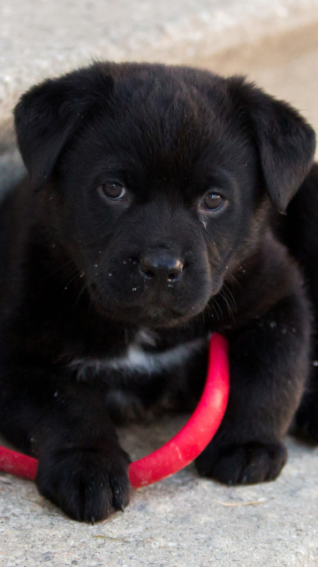 Fondo de pantalla Black puppy 360x640