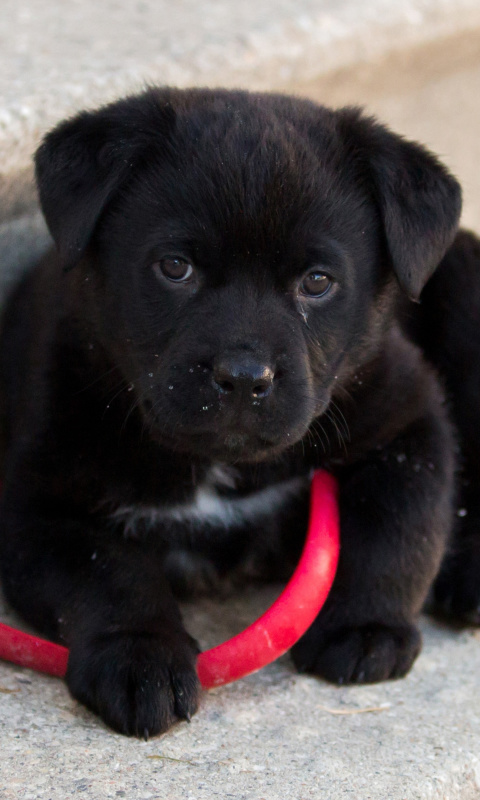 Обои Black puppy 480x800