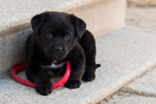 Free Black puppy Picture for Android, iPhone and iPad