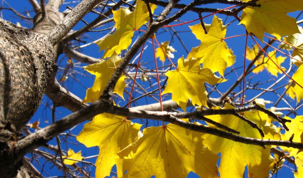 Screenshot №1 pro téma Yellow Maple Leaves 1024x600