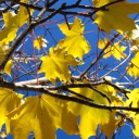 Screenshot №1 pro téma Yellow Maple Leaves 128x128