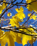 Sfondi Yellow Maple Leaves 128x160