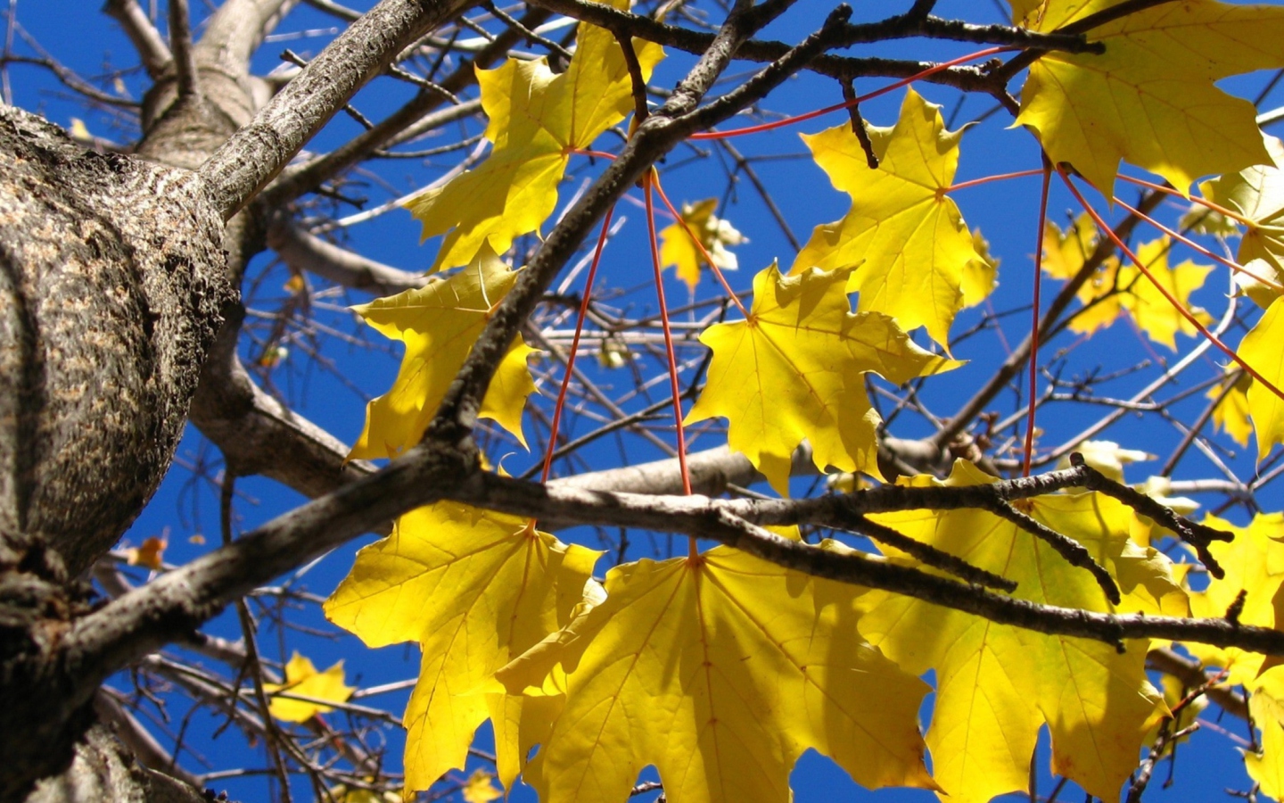 Yellow Maple Leaves screenshot #1 1440x900