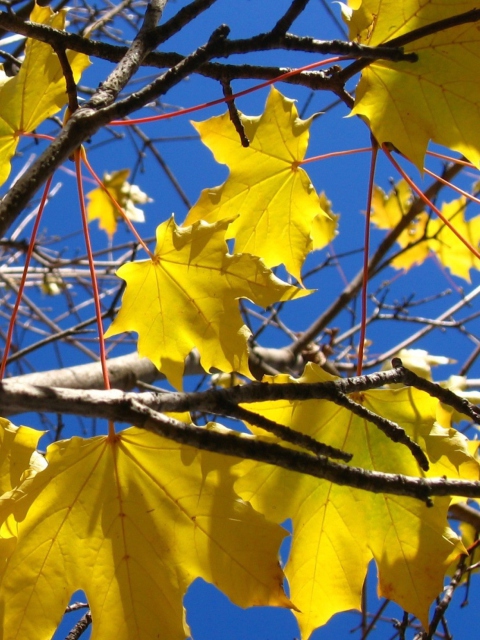 Sfondi Yellow Maple Leaves 480x640