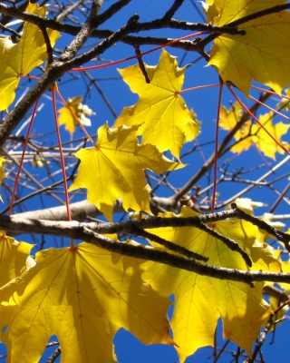 Yellow Maple Leaves - Obrázkek zdarma pro 240x400