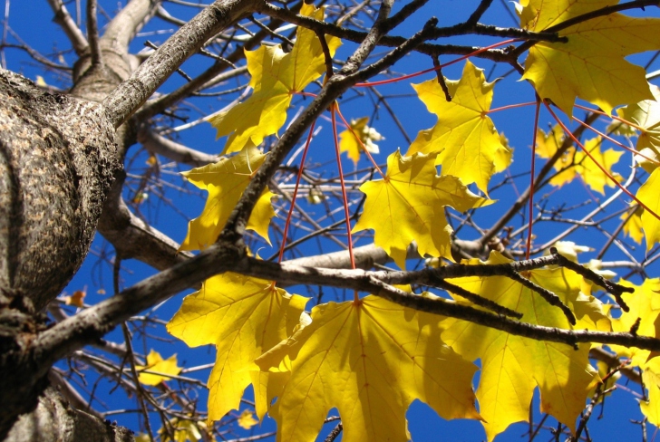 Sfondi Yellow Maple Leaves