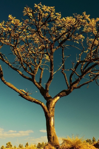 Tree Against Sky screenshot #1 320x480