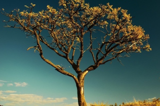 Tree Against Sky - Obrázkek zdarma 