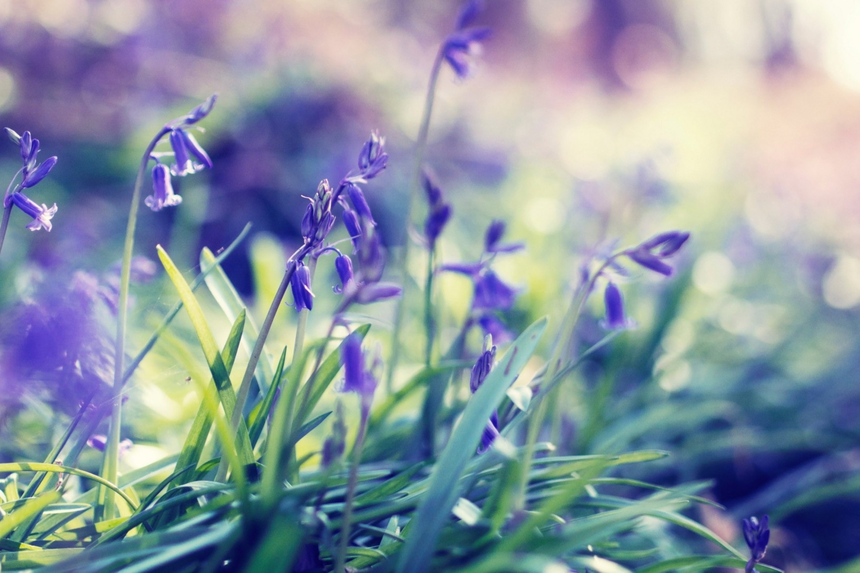 Screenshot №1 pro téma Purple Bellflowers 2880x1920