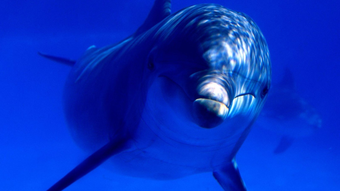 Dolphin screenshot #1 1366x768