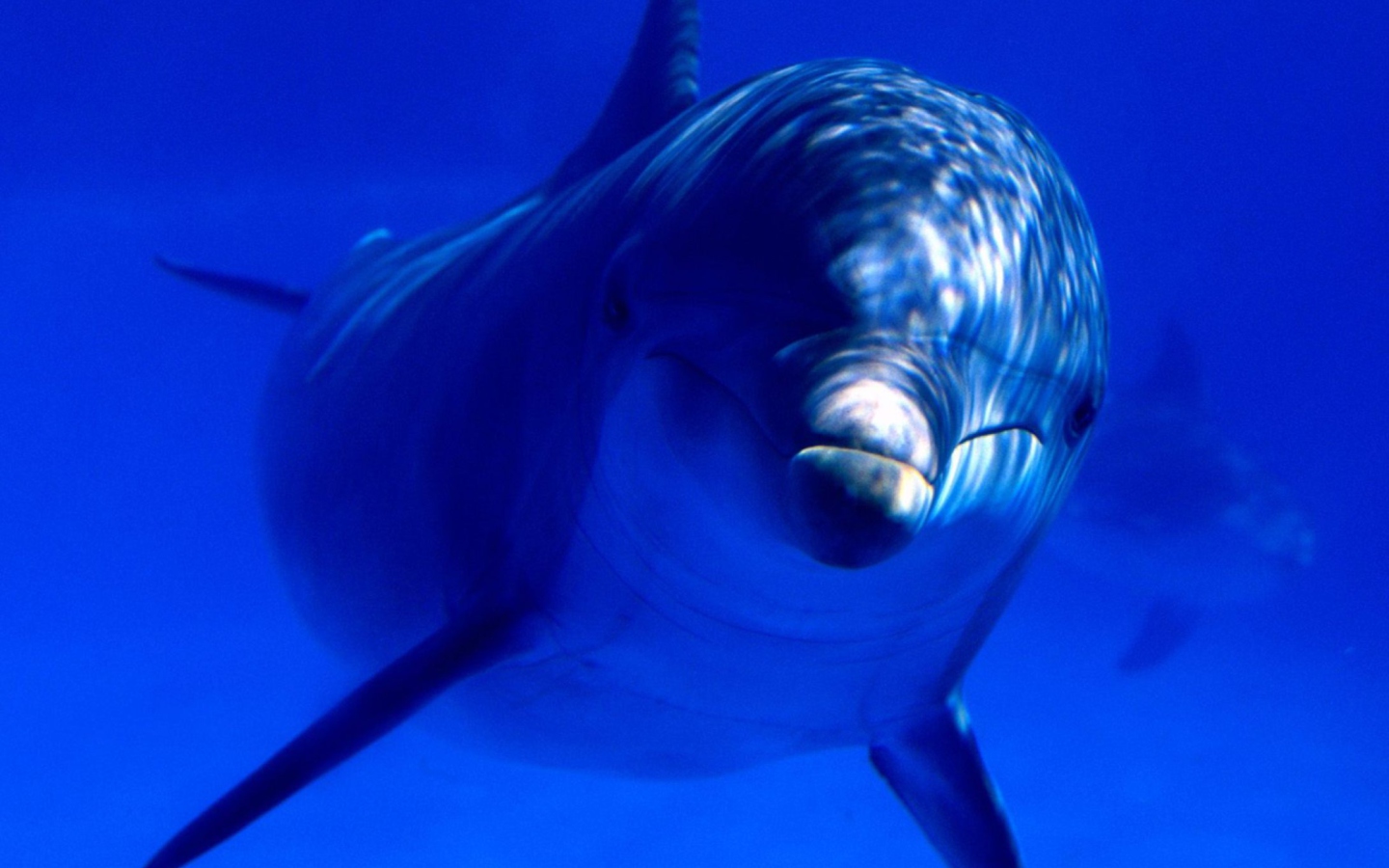 Dolphin screenshot #1 1440x900