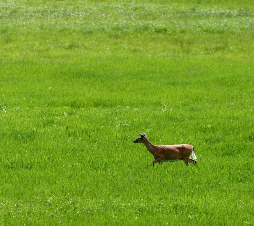 Screenshot №1 pro téma Deer Running In Green Field 1080x960