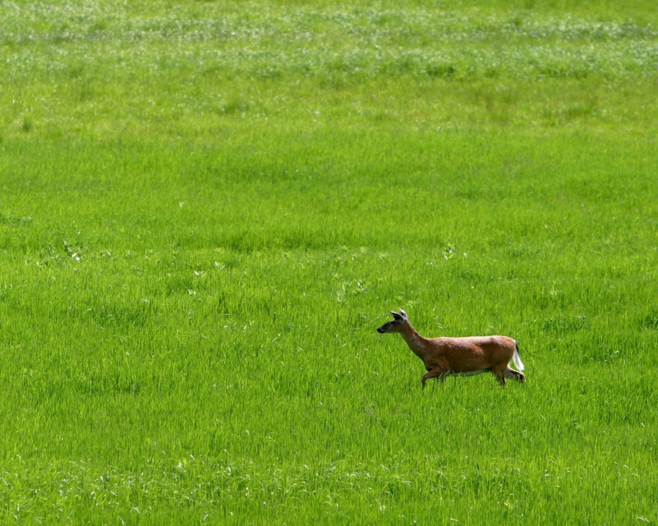 Обои Deer Running In Green Field 1280x1024